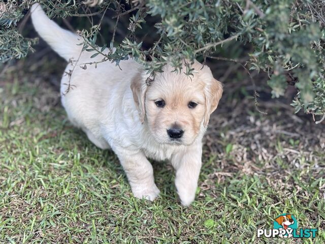 Purebred Golden Retriever Puppies for Sale – 4 Gorgeous Companions Ready for New Homes!