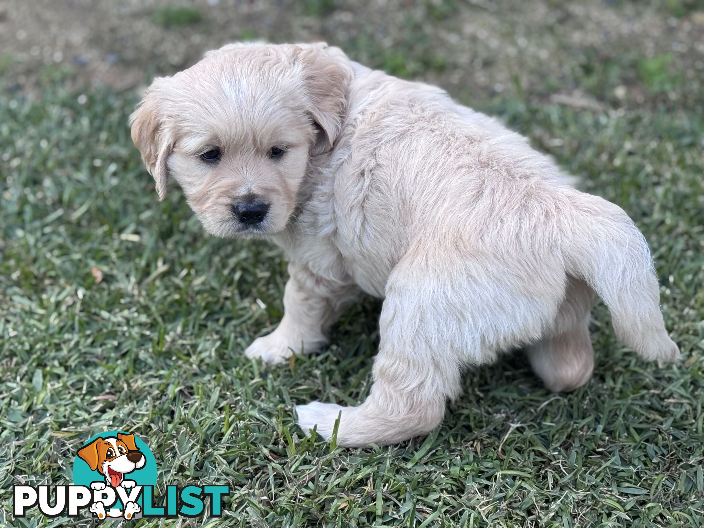 Purebred Golden Retriever Puppies for Sale – 4 Gorgeous Companions Ready for New Homes!