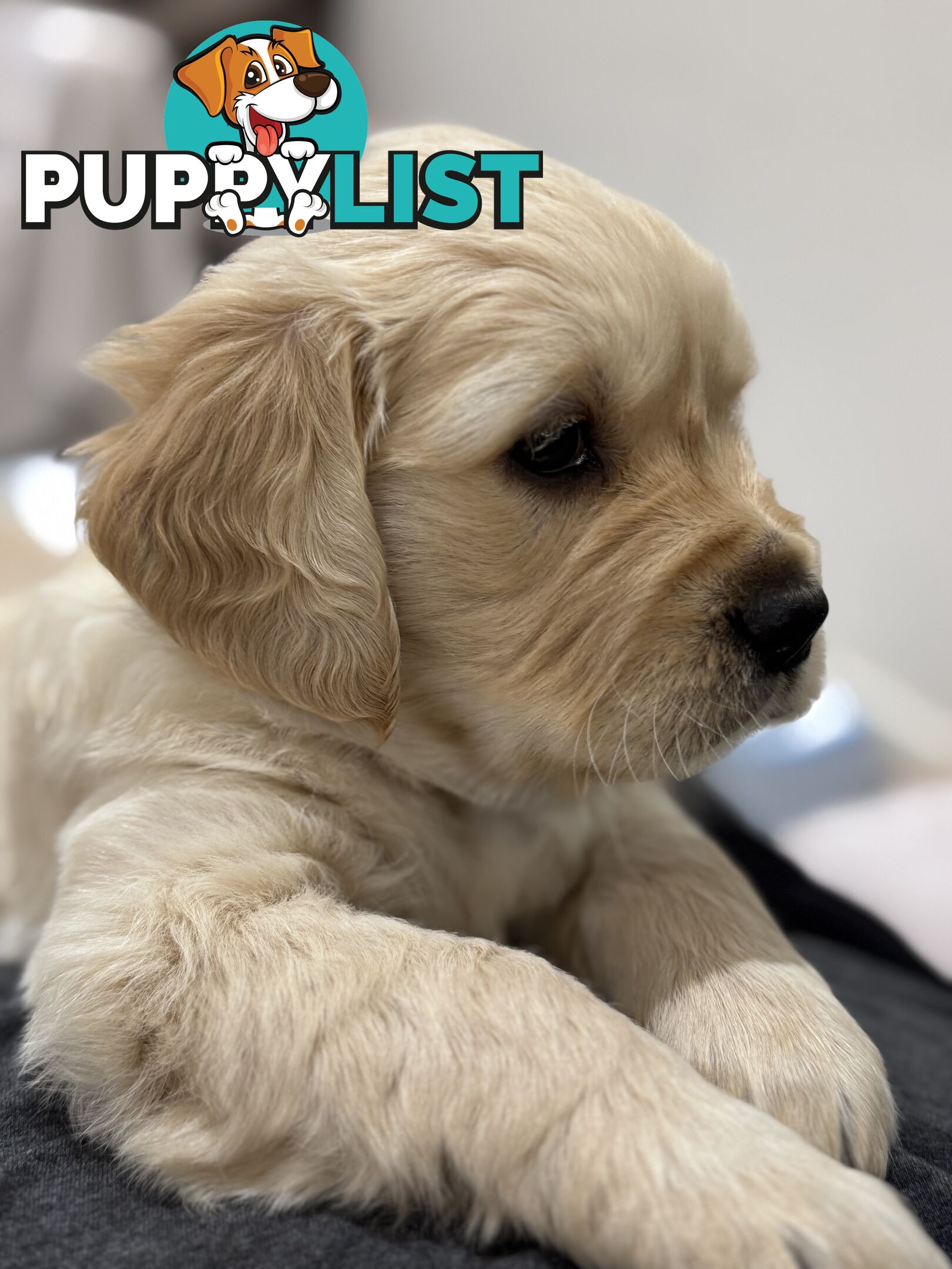 Purebred Golden Retriever Puppies for Sale – 4 Gorgeous Companions Ready for New Homes!