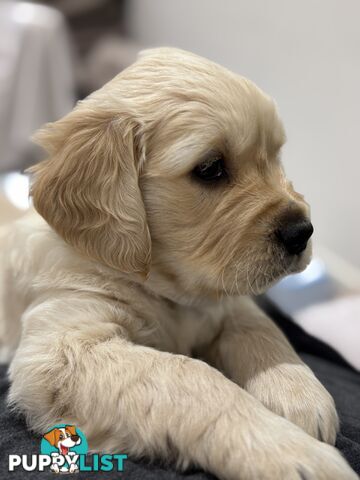 Purebred Golden Retriever Puppies for Sale – 4 Gorgeous Companions Ready for New Homes!