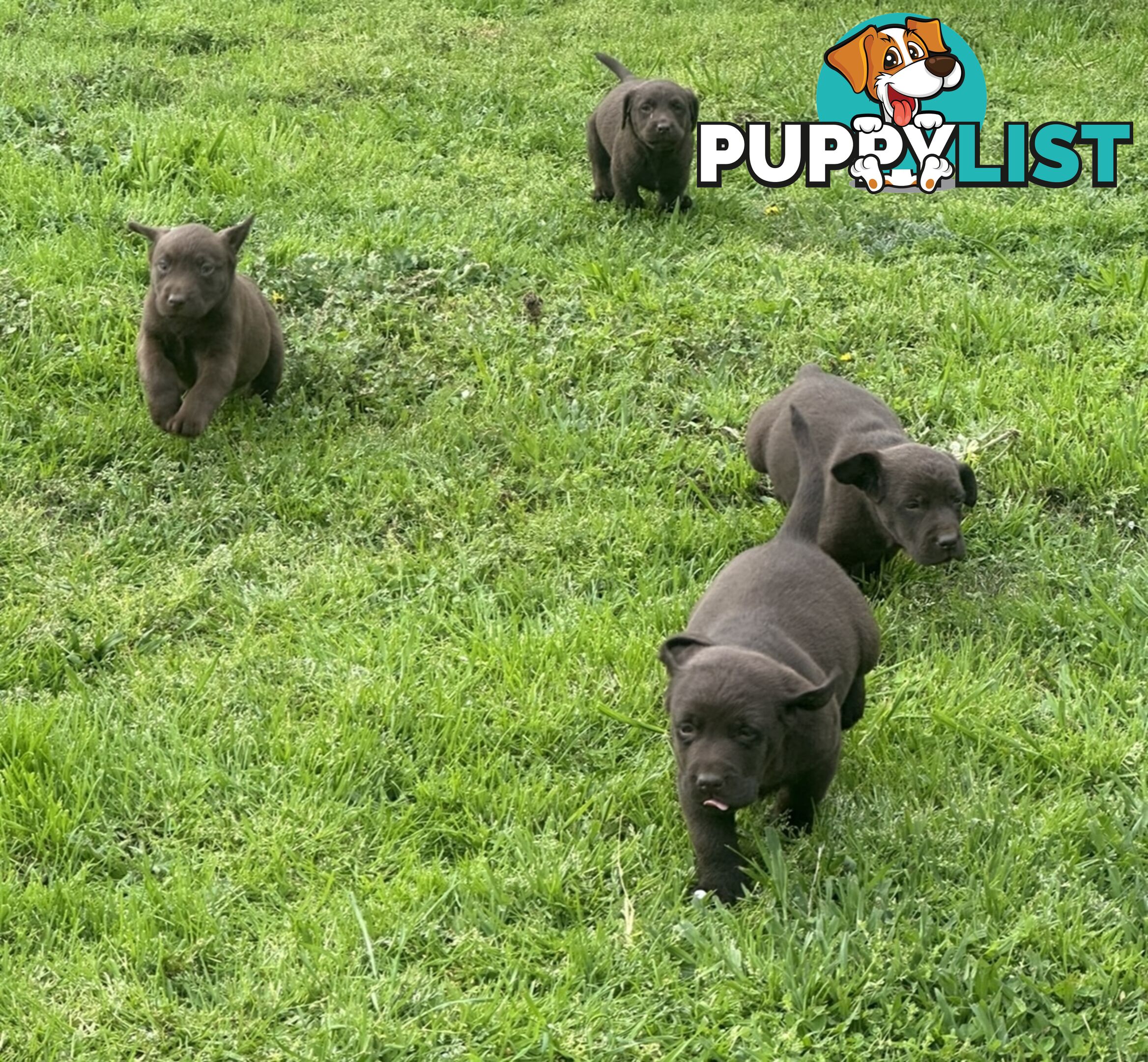 Pure bred Labrador Pups