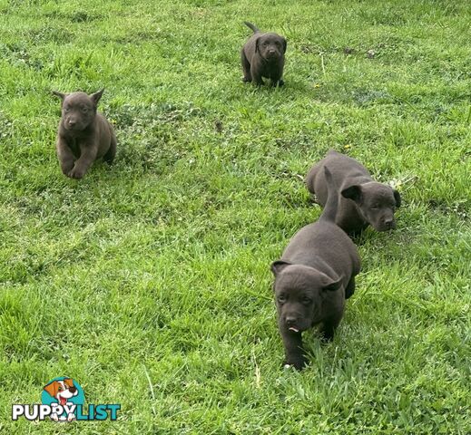 Pure bred Labrador Pups