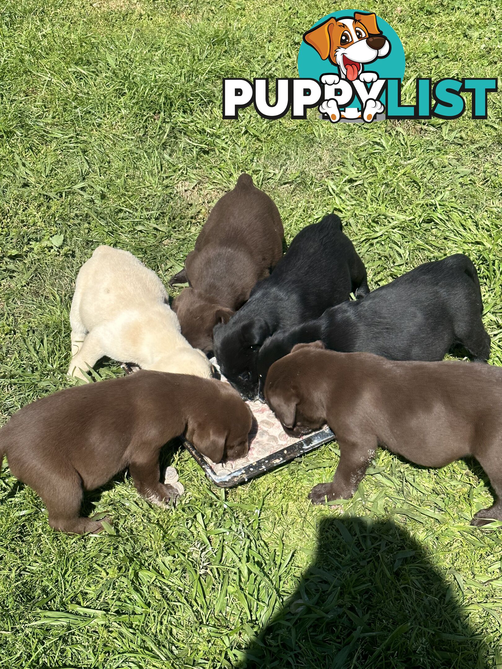 Pure bred Labrador Pups