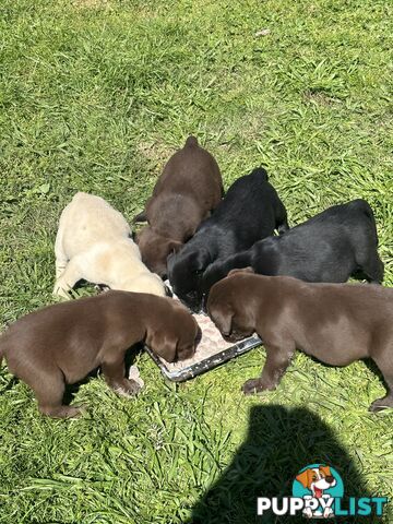 Pure bred Labrador Pups