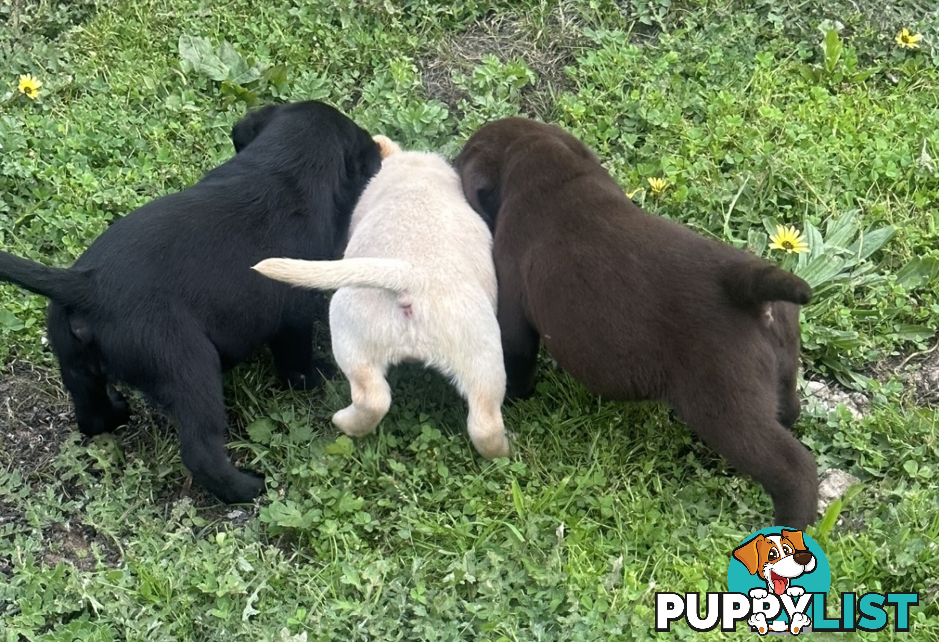 Pure bred Labrador Pups