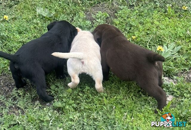 Pure bred Labrador Pups