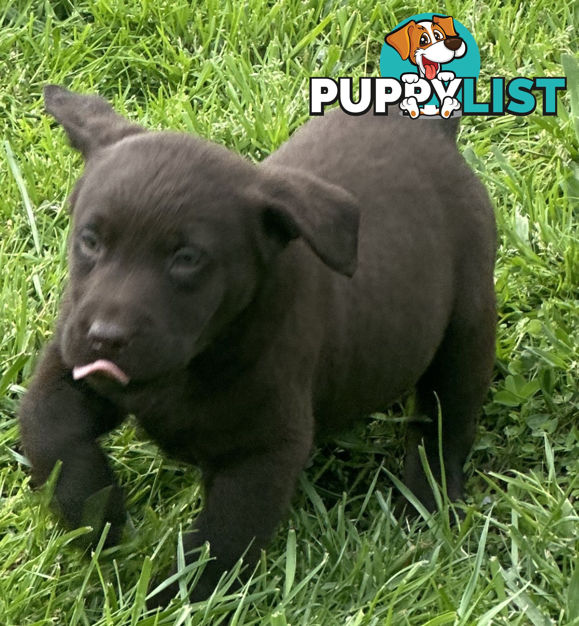 Pure bred Labrador Pups