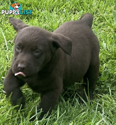 Pure bred Labrador Pups