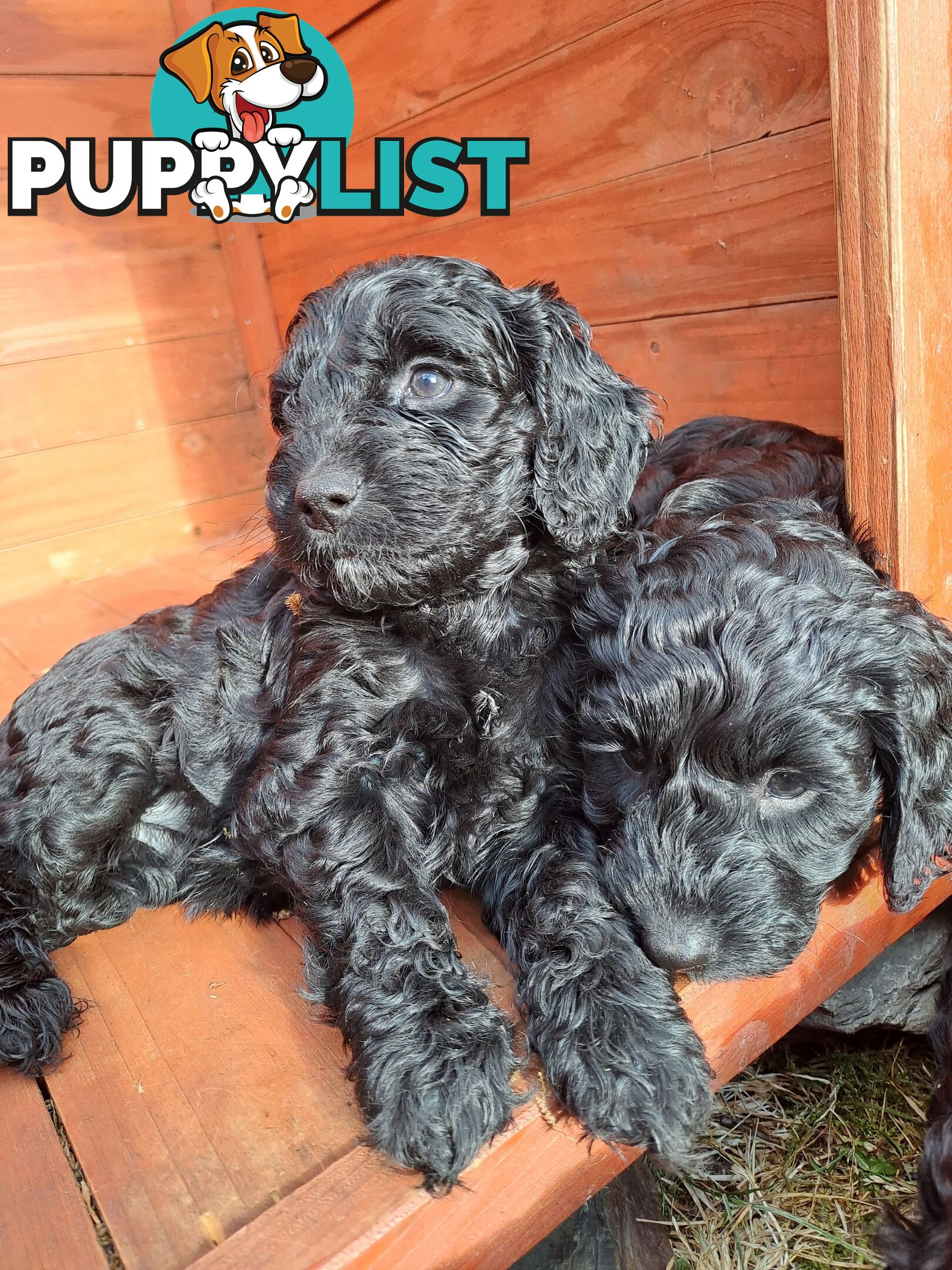 Adorable Mini Spoodle Puppies Ready for Their Forever Homes! Cocker Spaniel X Toy Poodle