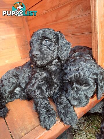 Adorable Mini Spoodle Puppies Ready for Their Forever Homes! Cocker Spaniel X Toy Poodle