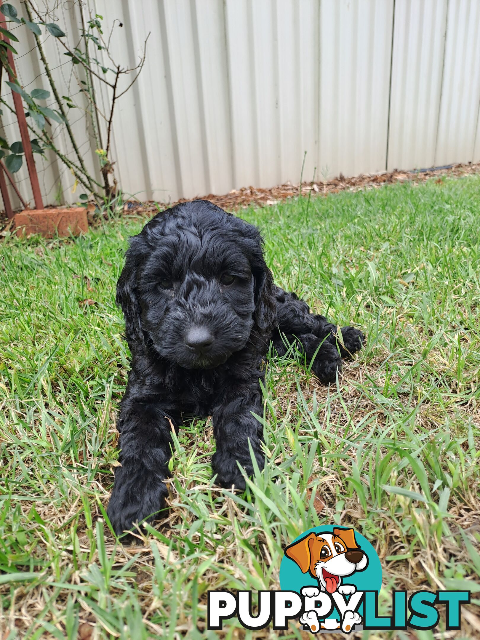 Adorable Mini Spoodle Puppies Ready for Their Forever Homes! Cocker Spaniel X Toy Poodle