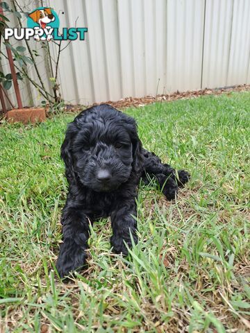 Adorable Mini Spoodle Puppies Ready for Their Forever Homes! Cocker Spaniel X Toy Poodle