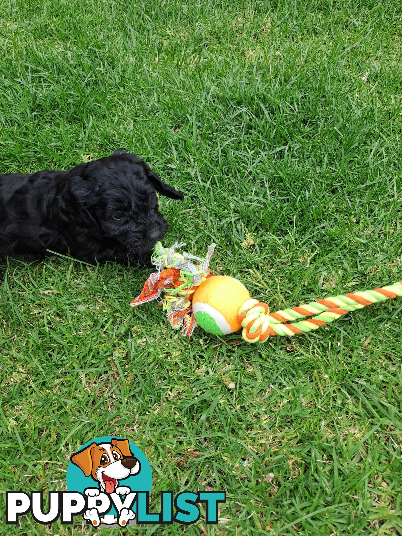 Adorable Mini Spoodle Puppies Ready for Their Forever Homes! Cocker Spaniel X Toy Poodle