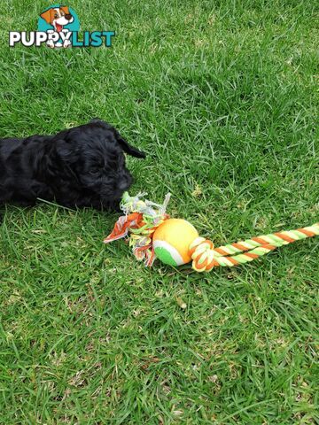 Adorable Mini Spoodle Puppies Ready for Their Forever Homes! Cocker Spaniel X Toy Poodle