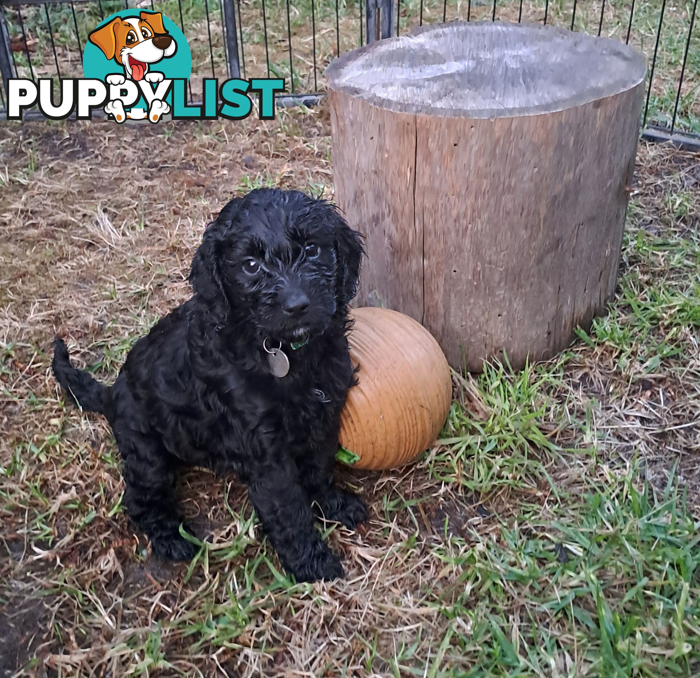 Adorable Mini Spoodle Puppies Ready for Their Forever Homes! Cocker Spaniel X Toy Poodle