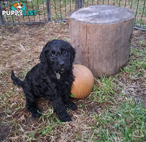 Adorable Mini Spoodle Puppies Ready for Their Forever Homes! Cocker Spaniel X Toy Poodle