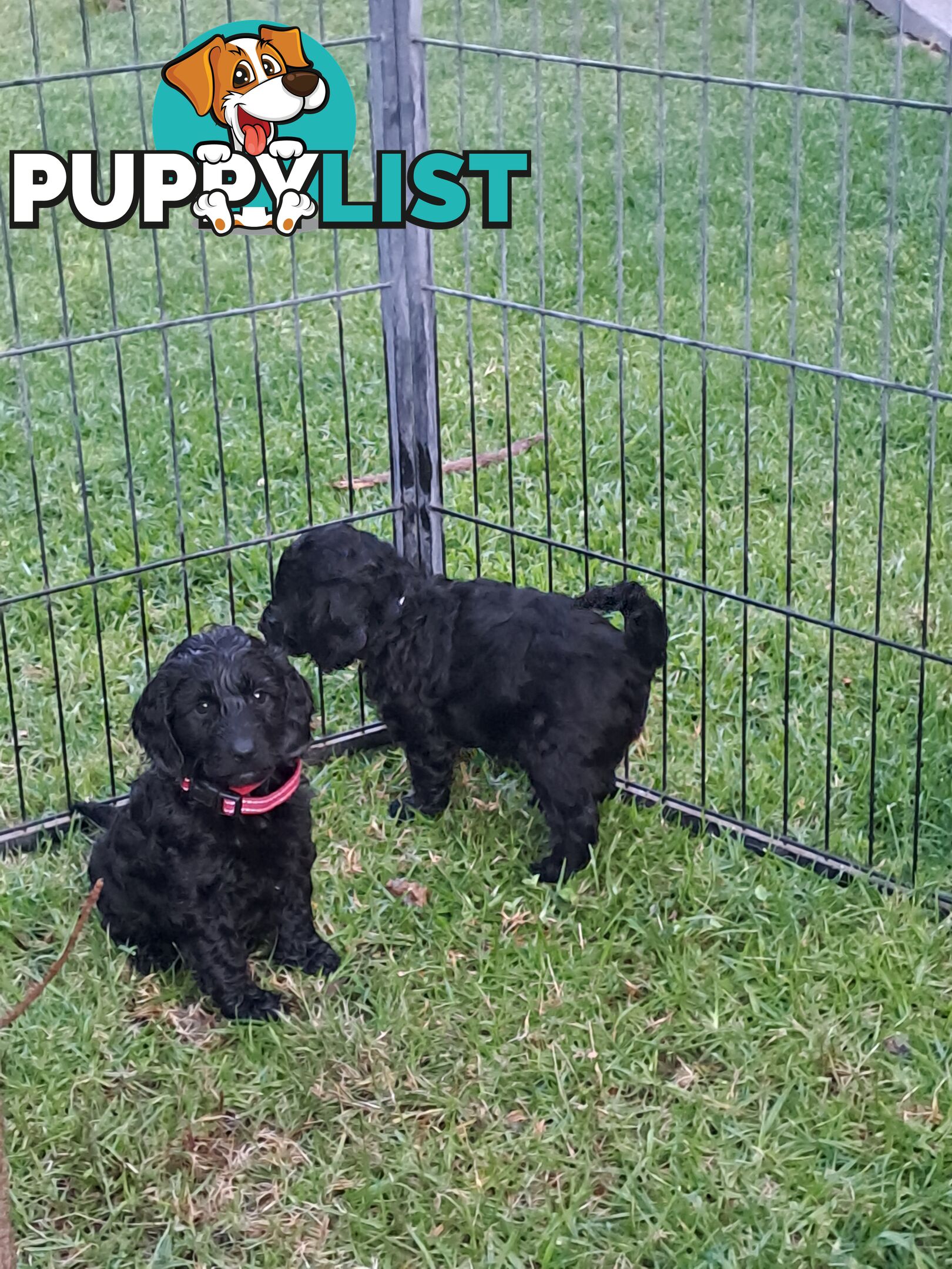 Adorable Mini Spoodle Puppies Ready for Their Forever Homes! Cocker Spaniel X Toy Poodle