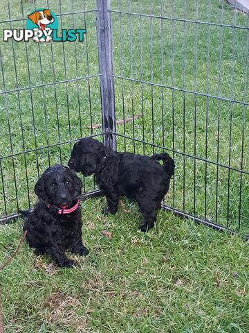 Adorable Mini Spoodle Puppies Ready for Their Forever Homes! Cocker Spaniel X Toy Poodle