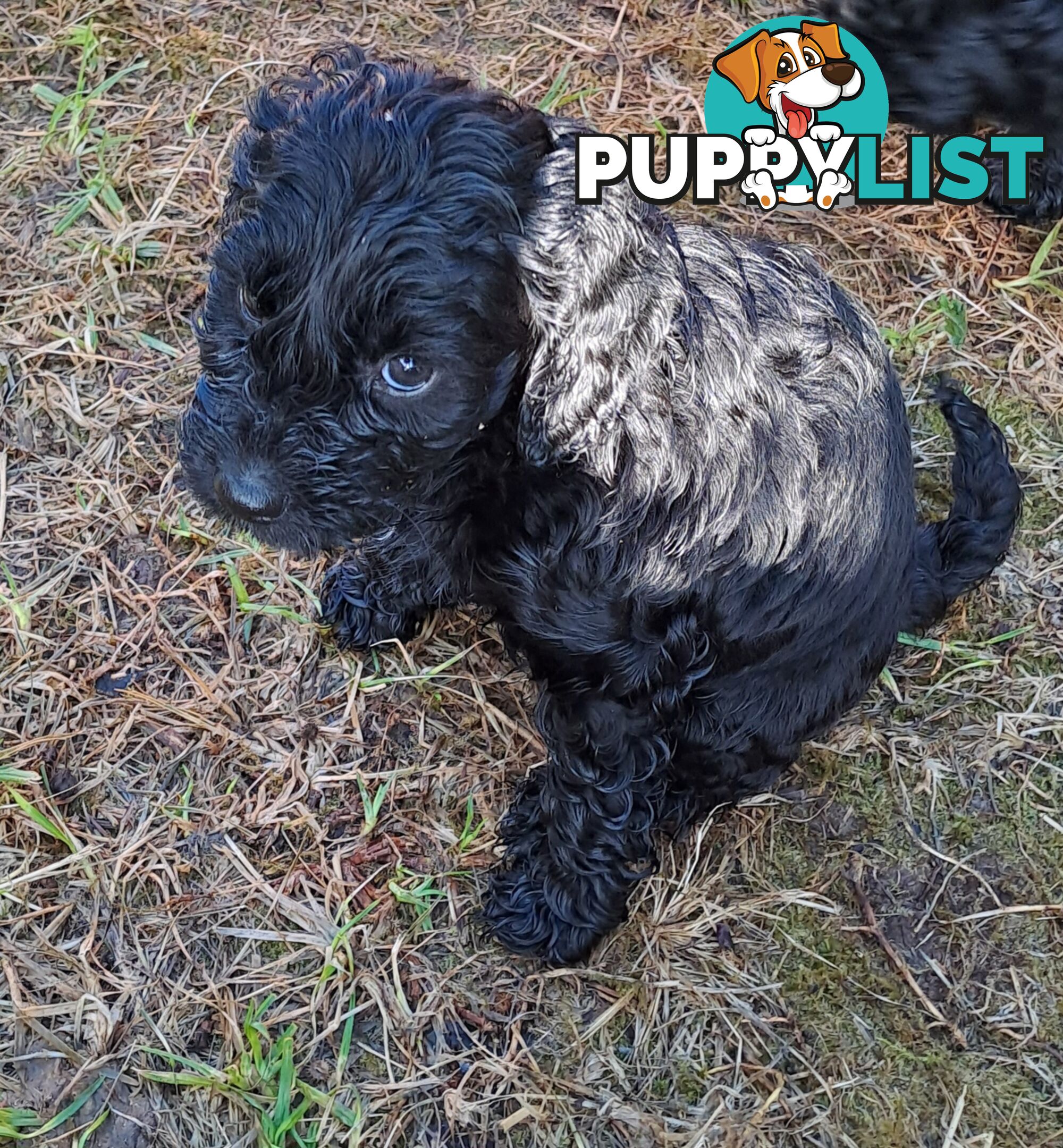 Adorable Mini Spoodle Puppies Ready for Their Forever Homes! Cocker Spaniel X Toy Poodle