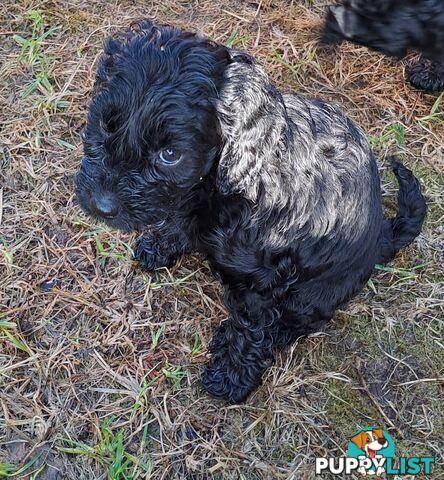 Adorable Mini Spoodle Puppies Ready for Their Forever Homes! Cocker Spaniel X Toy Poodle