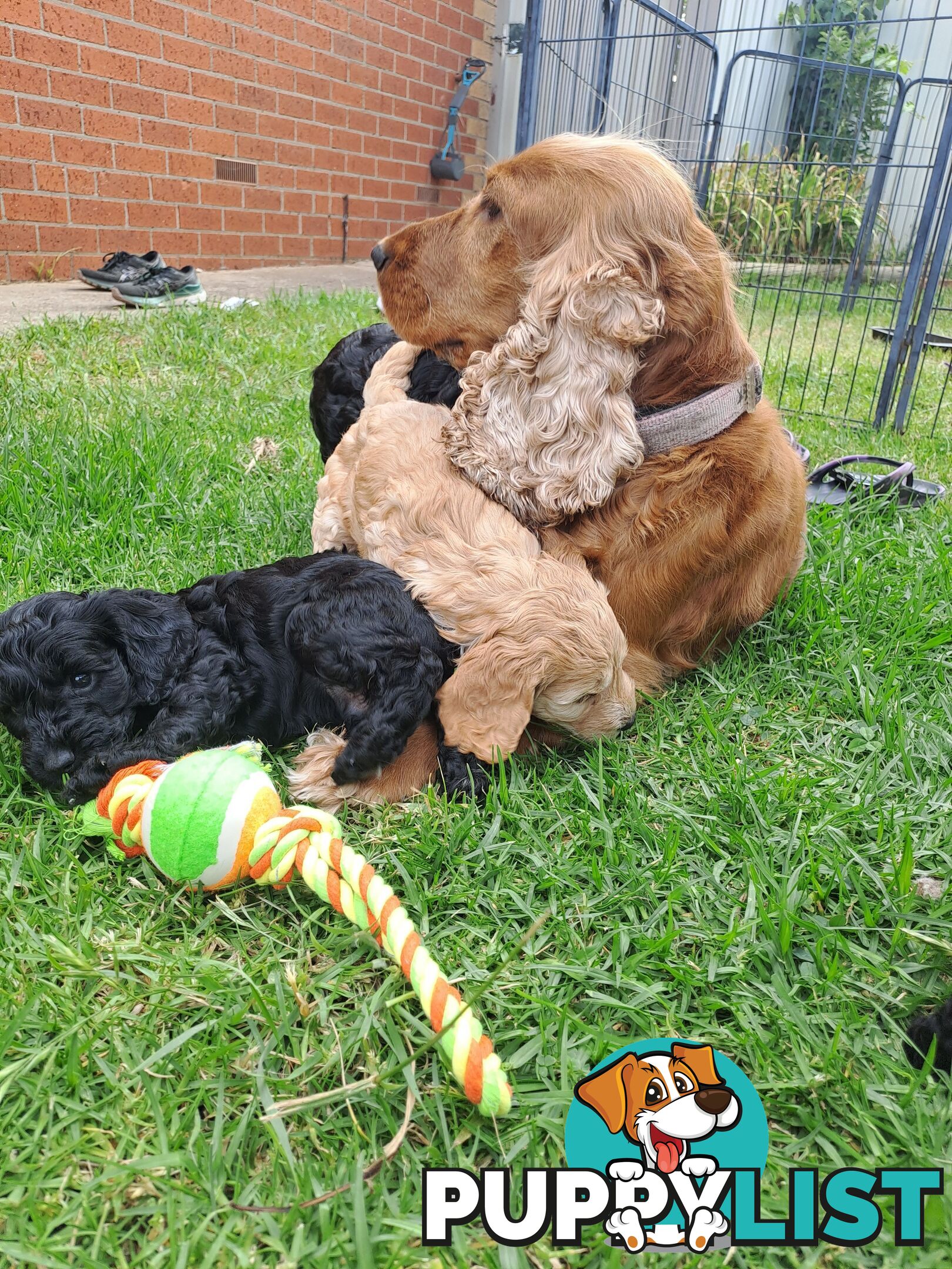 Adorable Mini Spoodle Puppies Ready for Their Forever Homes! Cocker Spaniel X Toy Poodle