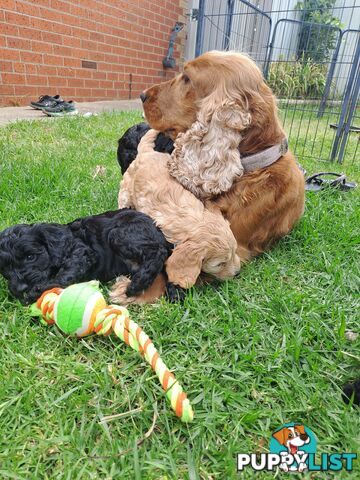 Adorable Mini Spoodle Puppies Ready for Their Forever Homes! Cocker Spaniel X Toy Poodle