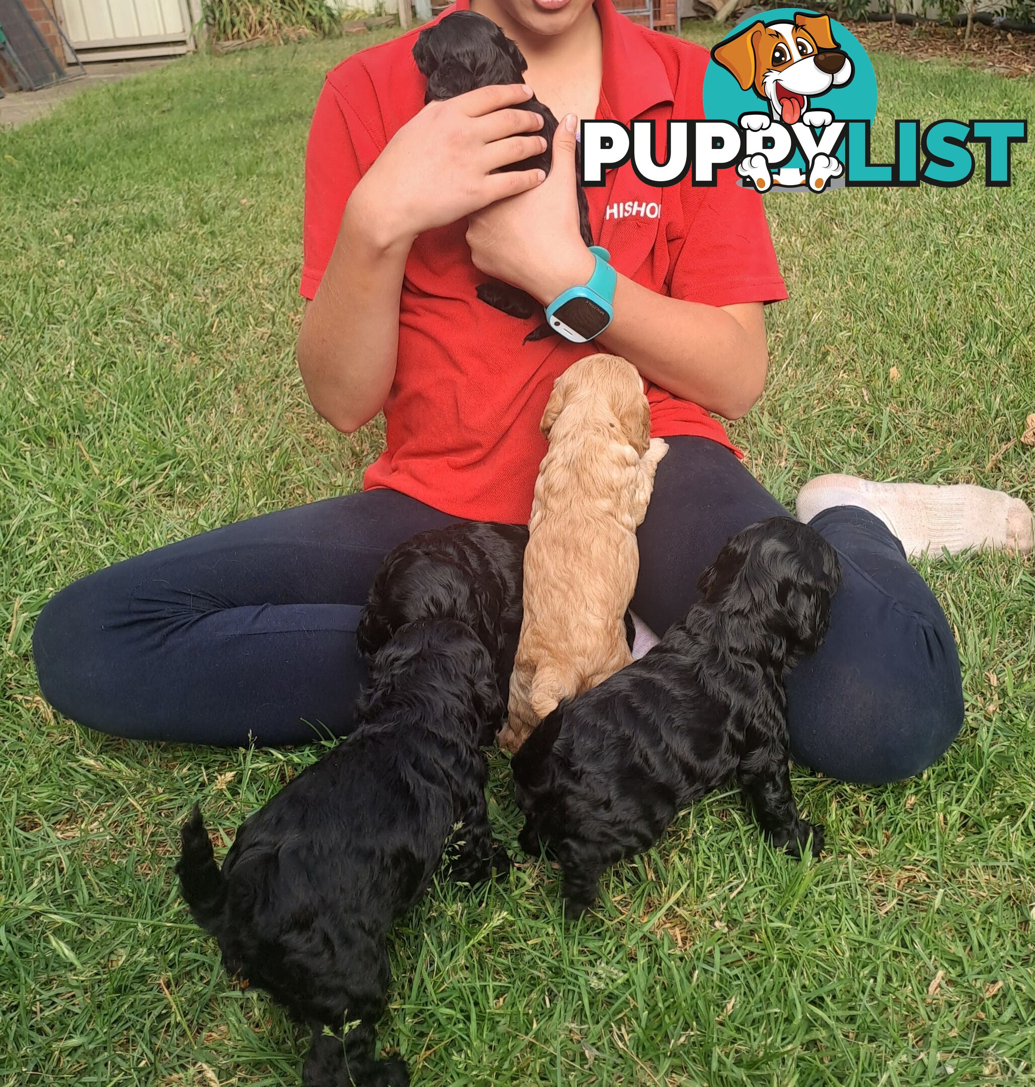 Adorable Mini Spoodle Puppies Ready for Their Forever Homes! Cocker Spaniel X Toy Poodle