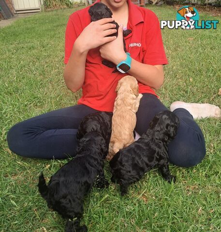 Adorable Mini Spoodle Puppies Ready for Their Forever Homes! Cocker Spaniel X Toy Poodle