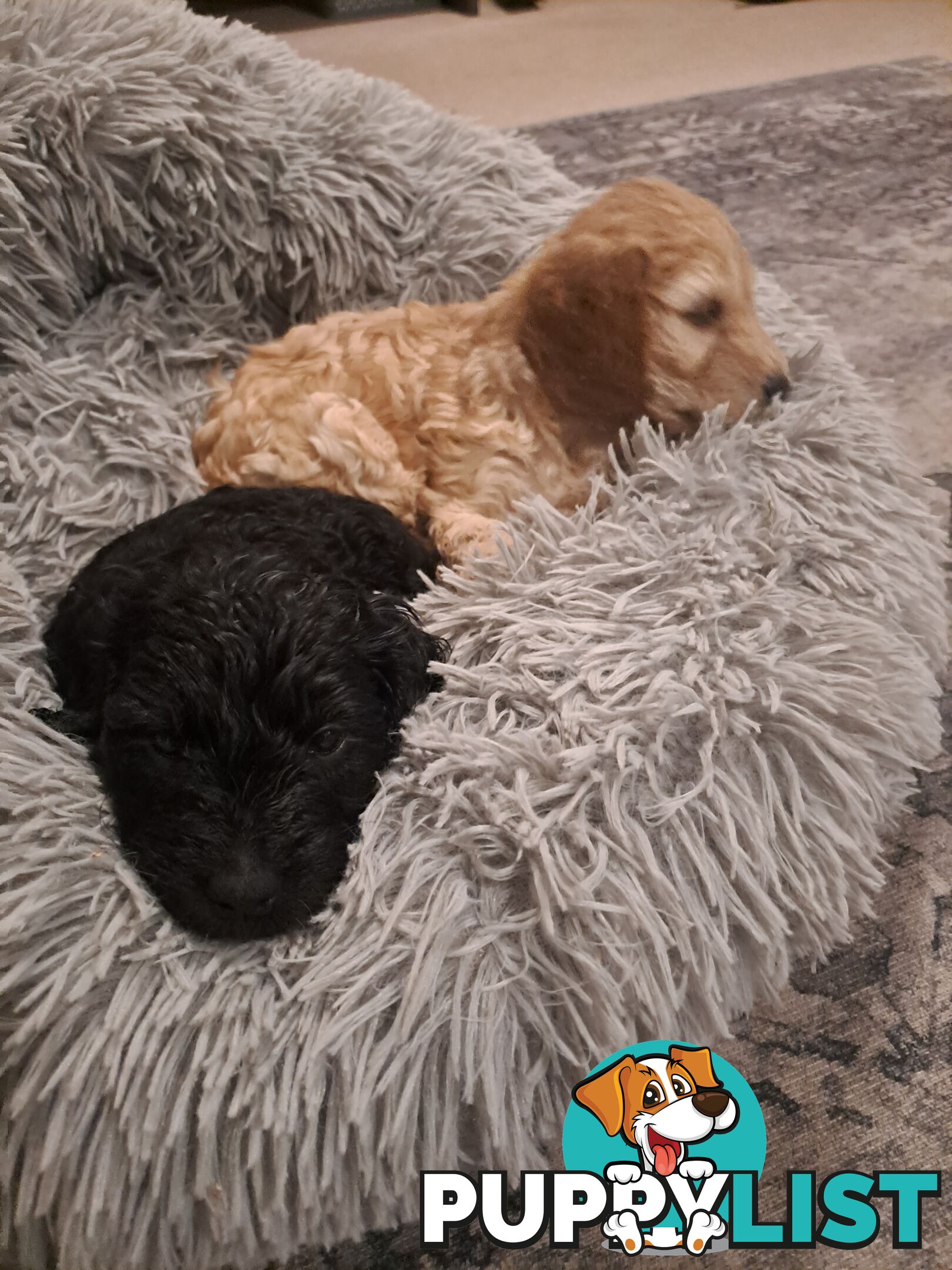 Adorable Mini Spoodle Puppies Ready for Their Forever Homes! Cocker Spaniel X Toy Poodle