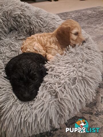 Adorable Mini Spoodle Puppies Ready for Their Forever Homes! Cocker Spaniel X Toy Poodle