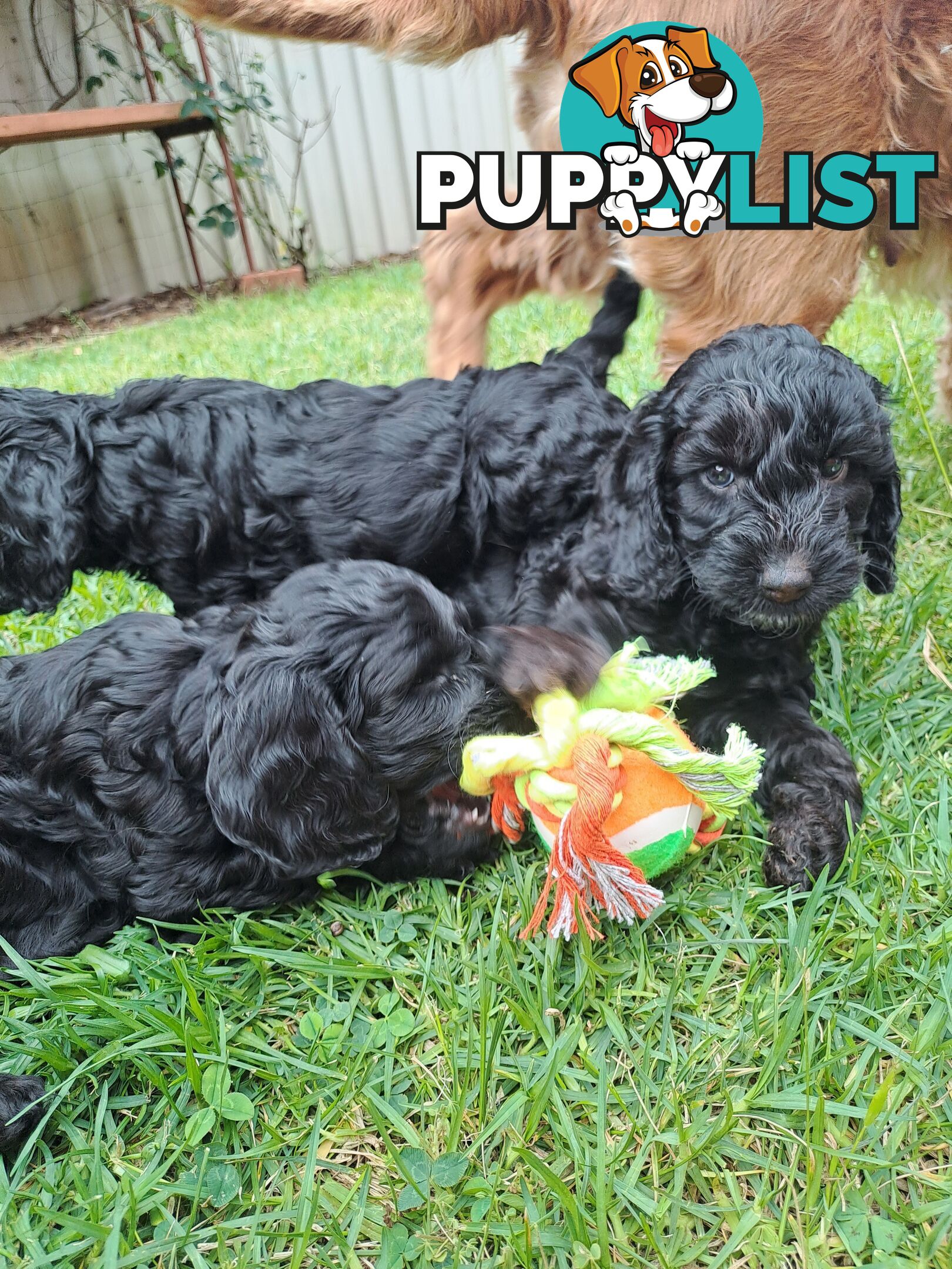 Adorable Mini Spoodle Puppies Ready for Their Forever Homes! Cocker Spaniel X Toy Poodle