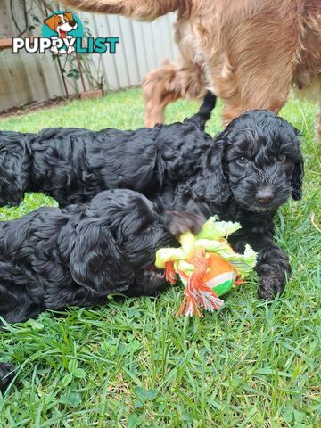 Adorable Mini Spoodle Puppies Ready for Their Forever Homes! Cocker Spaniel X Toy Poodle