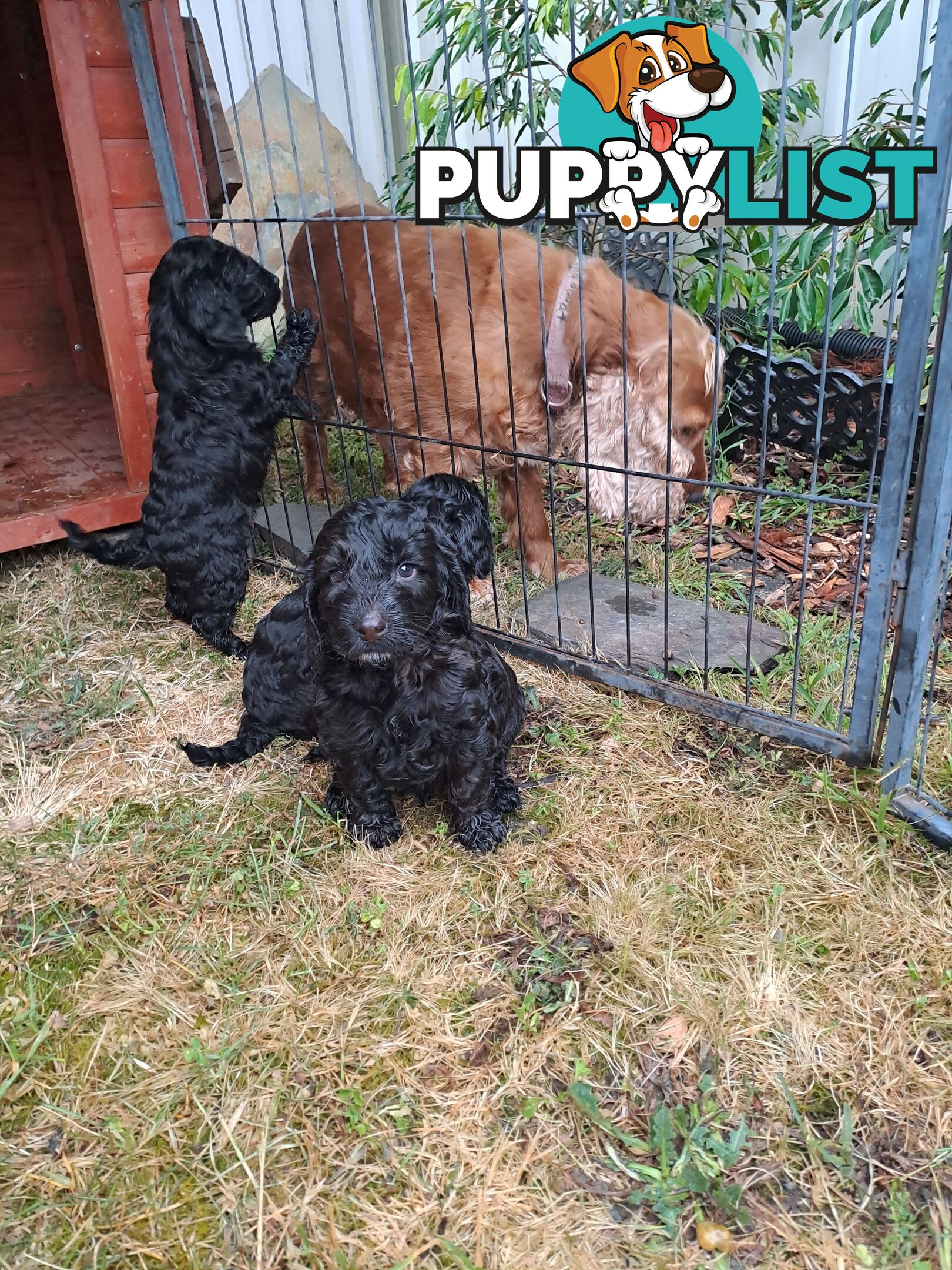 Adorable Mini Spoodle Puppies Ready for Their Forever Homes! Cocker Spaniel X Toy Poodle