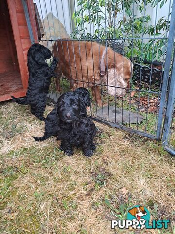 Adorable Mini Spoodle Puppies Ready for Their Forever Homes! Cocker Spaniel X Toy Poodle