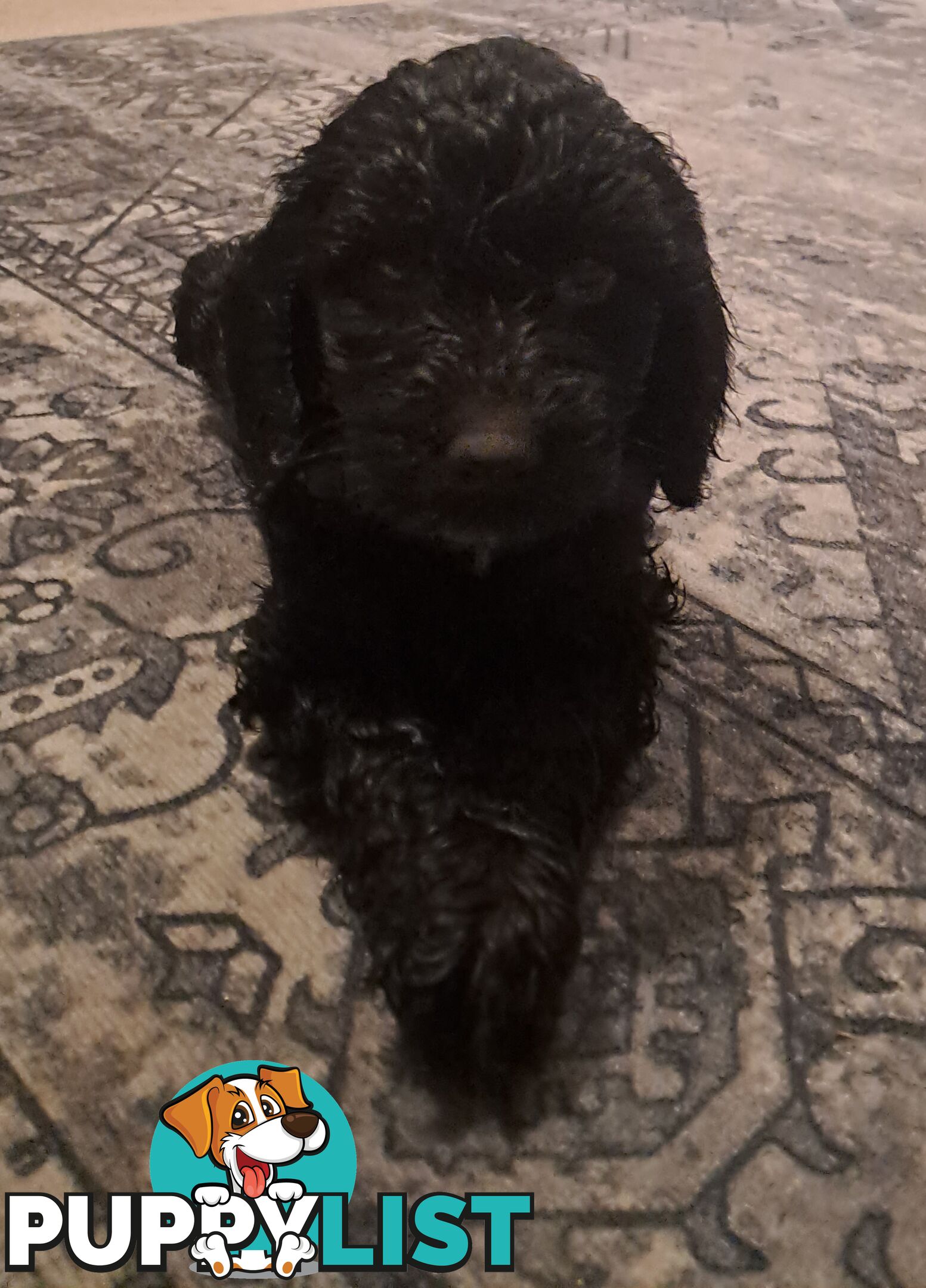 Adorable Mini Spoodle Puppies Ready for Their Forever Homes! Cocker Spaniel X Toy Poodle