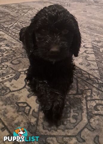 Adorable Mini Spoodle Puppies Ready for Their Forever Homes! Cocker Spaniel X Toy Poodle