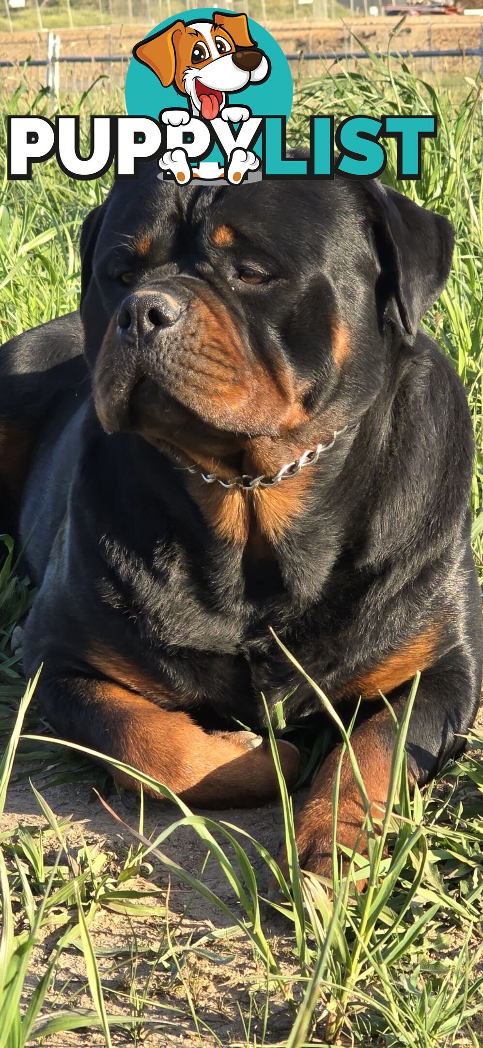 Purebred German Rottweiler Puppies( quality Rottweiler)