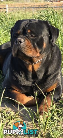 Purebred German Rottweiler Puppies( quality Rottweiler)