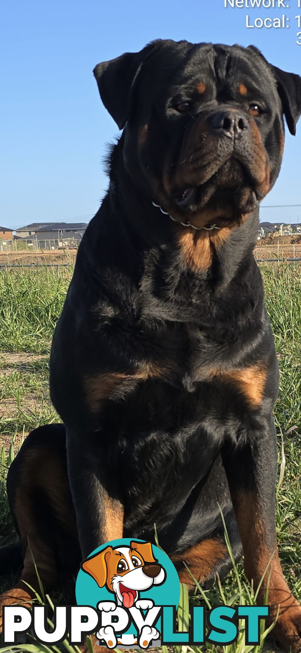 Purebred German Rottweiler Puppies( quality Rottweiler)