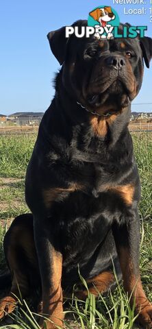 Purebred German Rottweiler Puppies( quality Rottweiler)