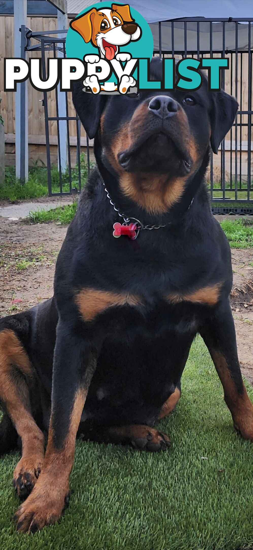 Purebred German Rottweiler Puppies( quality Rottweiler)