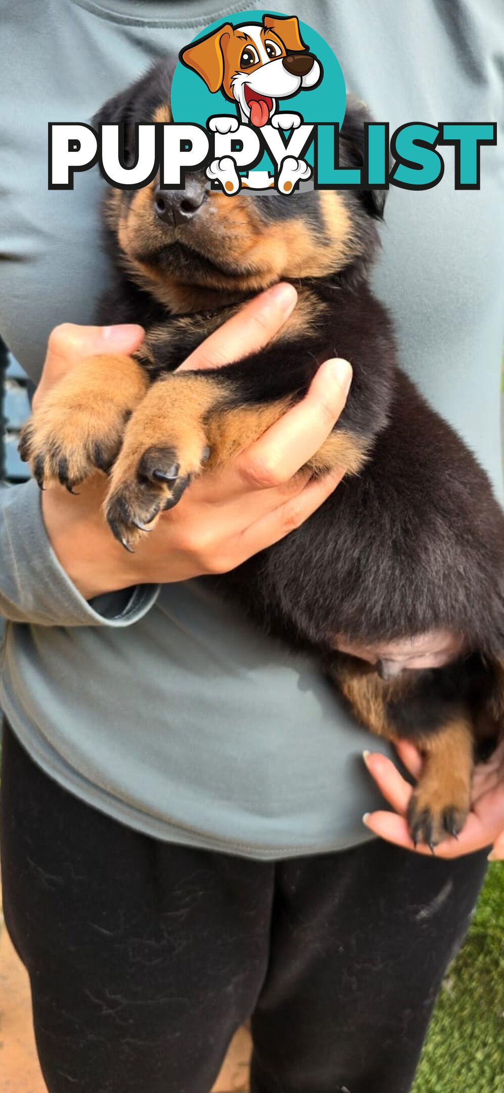 Purebred German Rottweiler Puppies( quality Rottweiler)