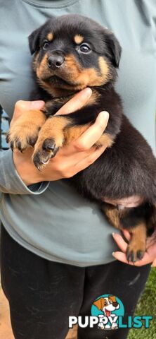 Purebred German Rottweiler Puppies( quality Rottweiler)