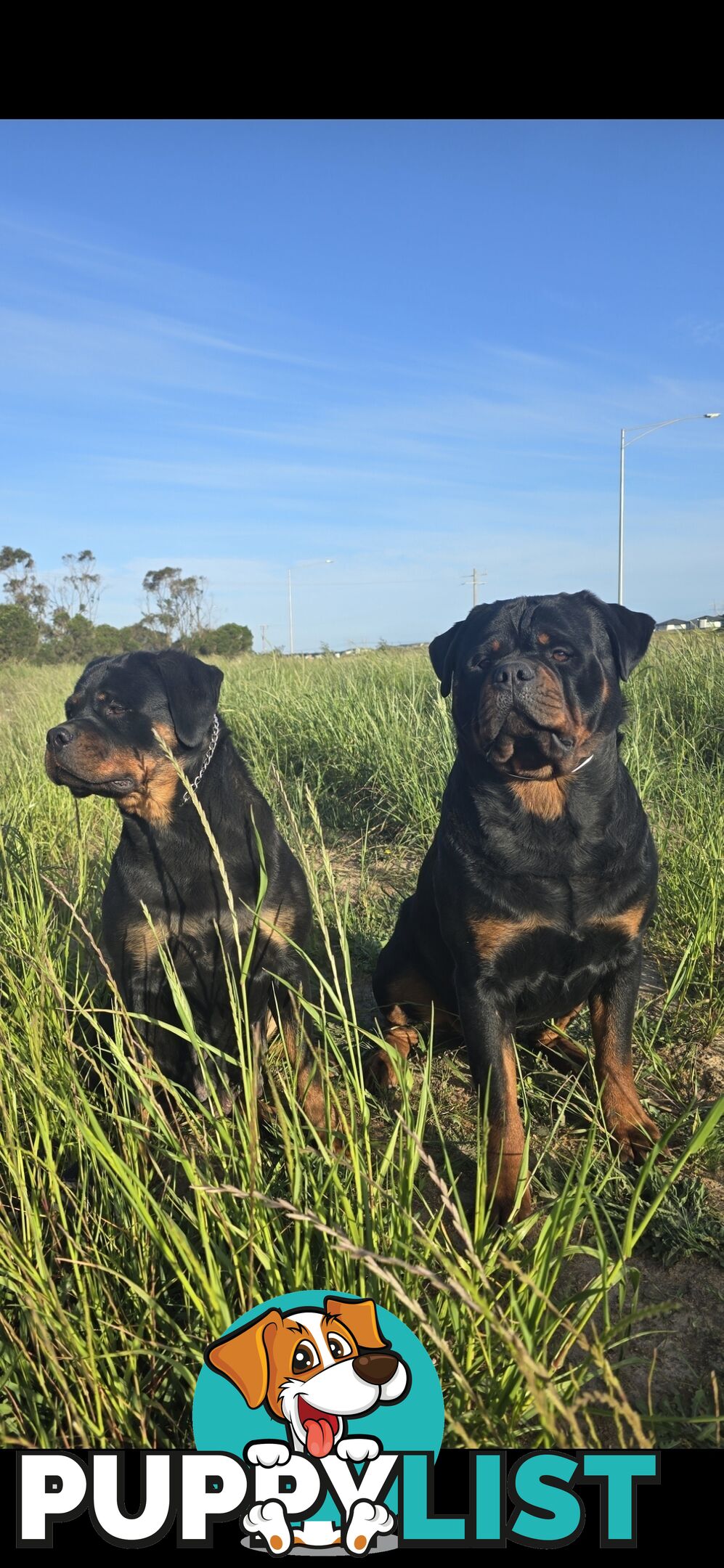 Purebred German Rottweiler Puppies( quality Rottweiler)