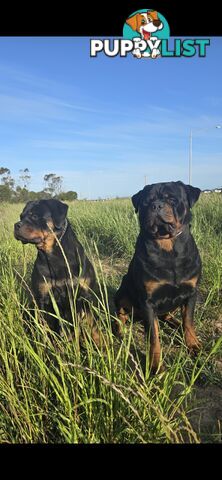 Purebred German Rottweiler Puppies( quality Rottweiler)