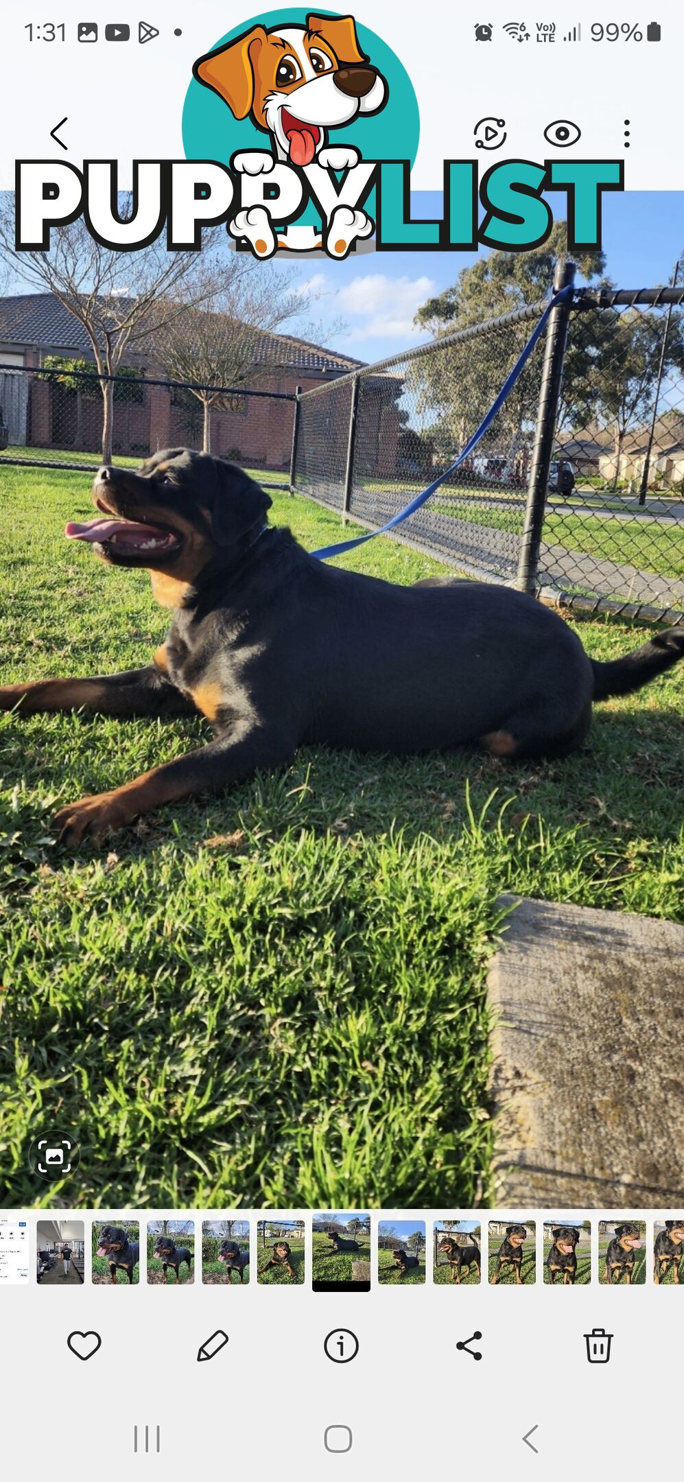 Purebred German Rottweiler Puppies( quality Rottweiler)