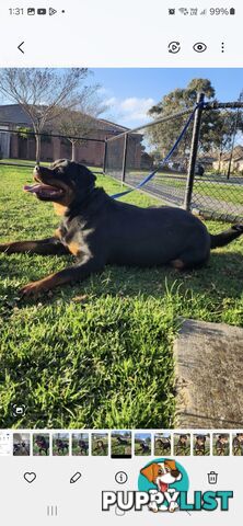 Purebred German Rottweiler Puppies( quality Rottweiler)