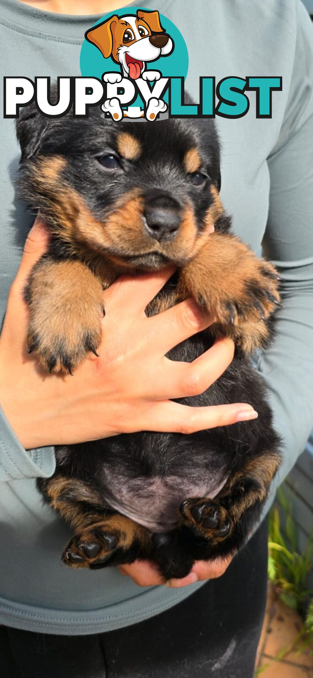 Purebred German Rottweiler Puppies( quality Rottweiler)