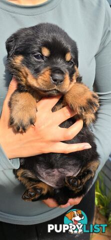 Purebred German Rottweiler Puppies( quality Rottweiler)