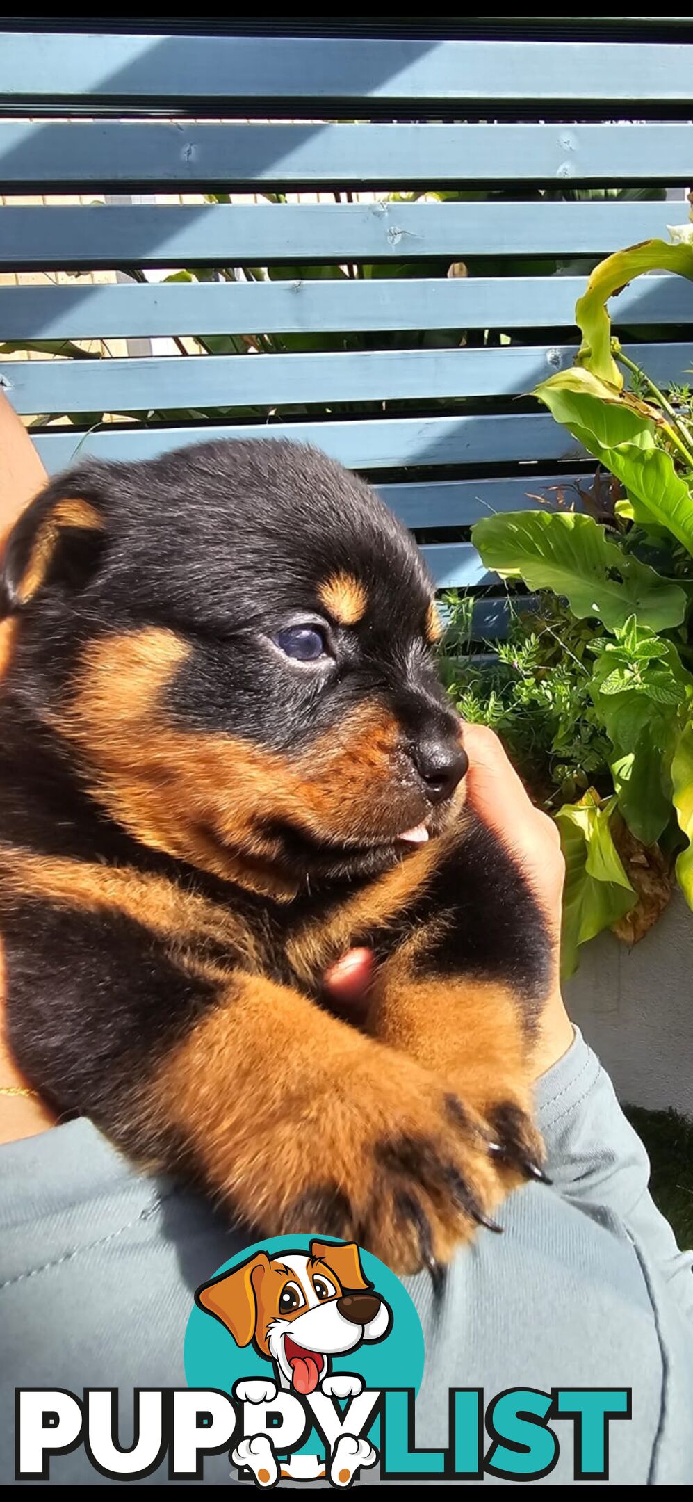 Purebred German Rottweiler Puppies( quality Rottweiler)